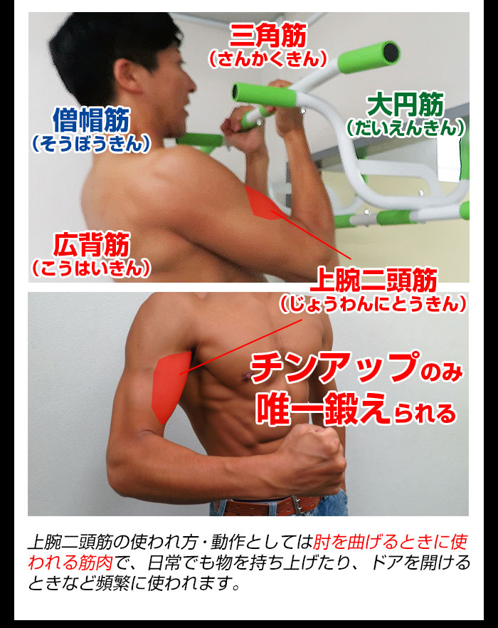 上腕二頭筋が唯一鍛えられる